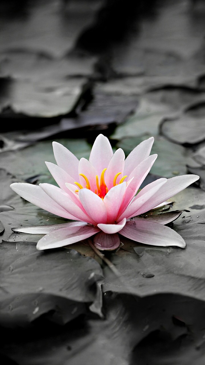 pink flower in marsh