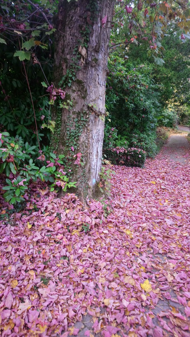 Herbstliche Farben