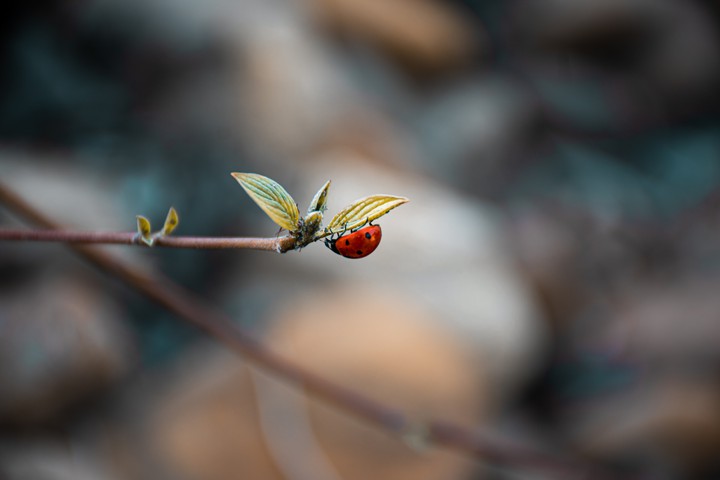 So cute Ladybug