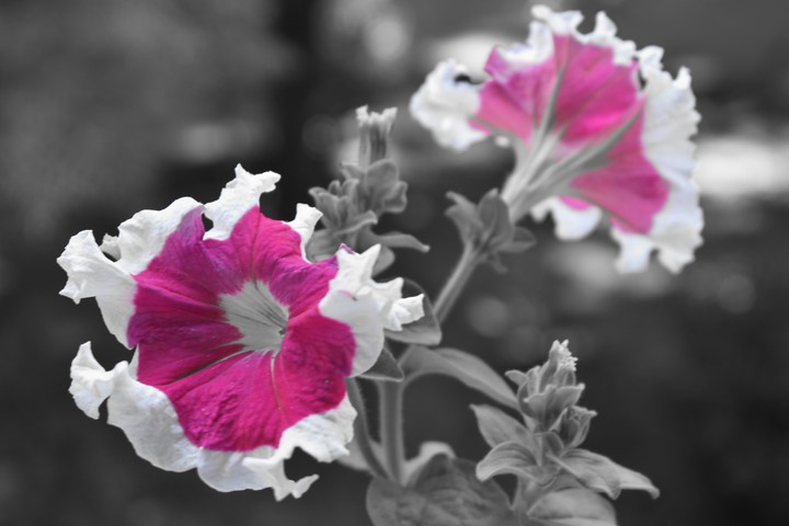 color