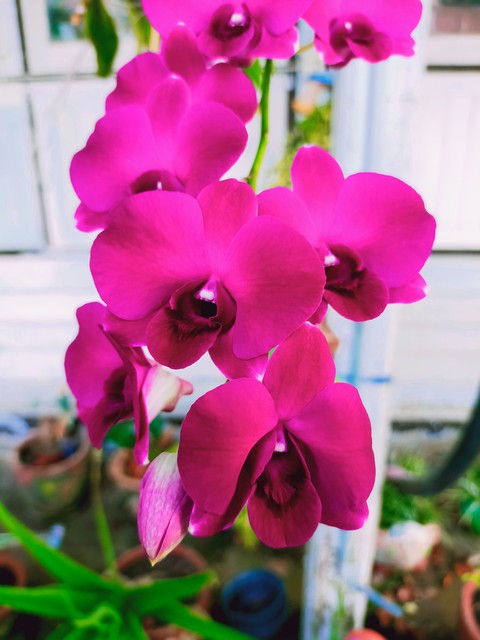 magenta, plant桌布
