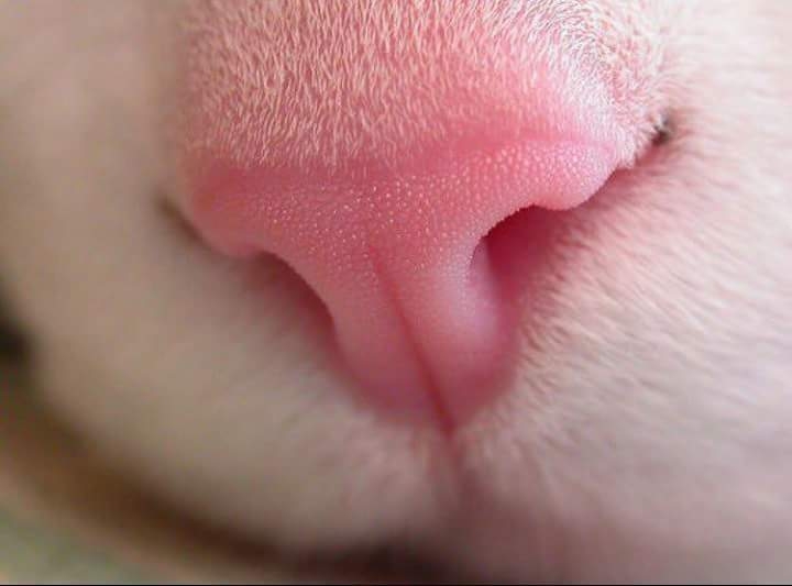 pinkie...