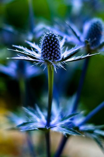 close_up