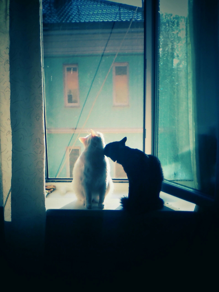 котэ