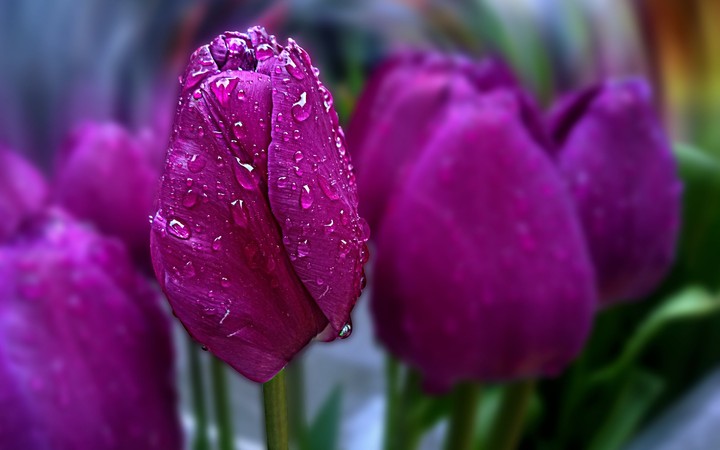 Rain