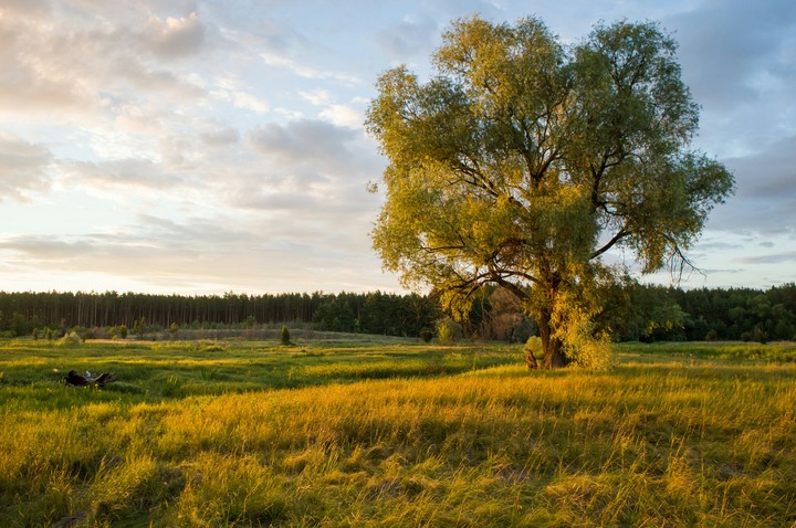 nature