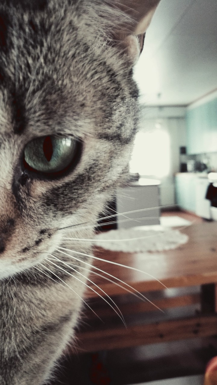 pawesome!