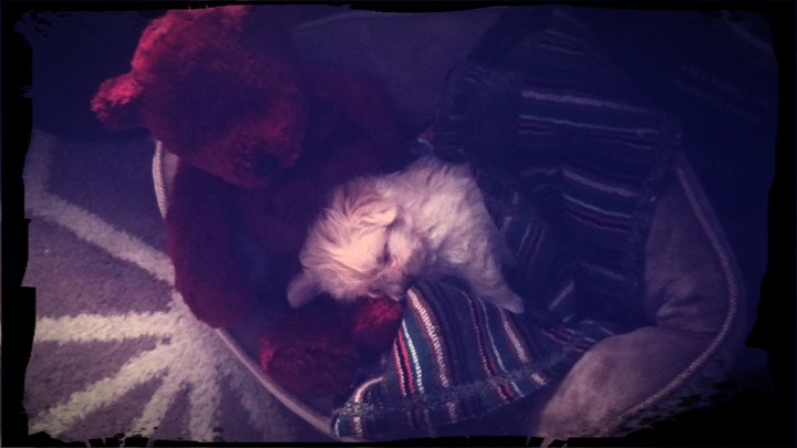 Our beautiful new baby called 'Bear' she's so precious