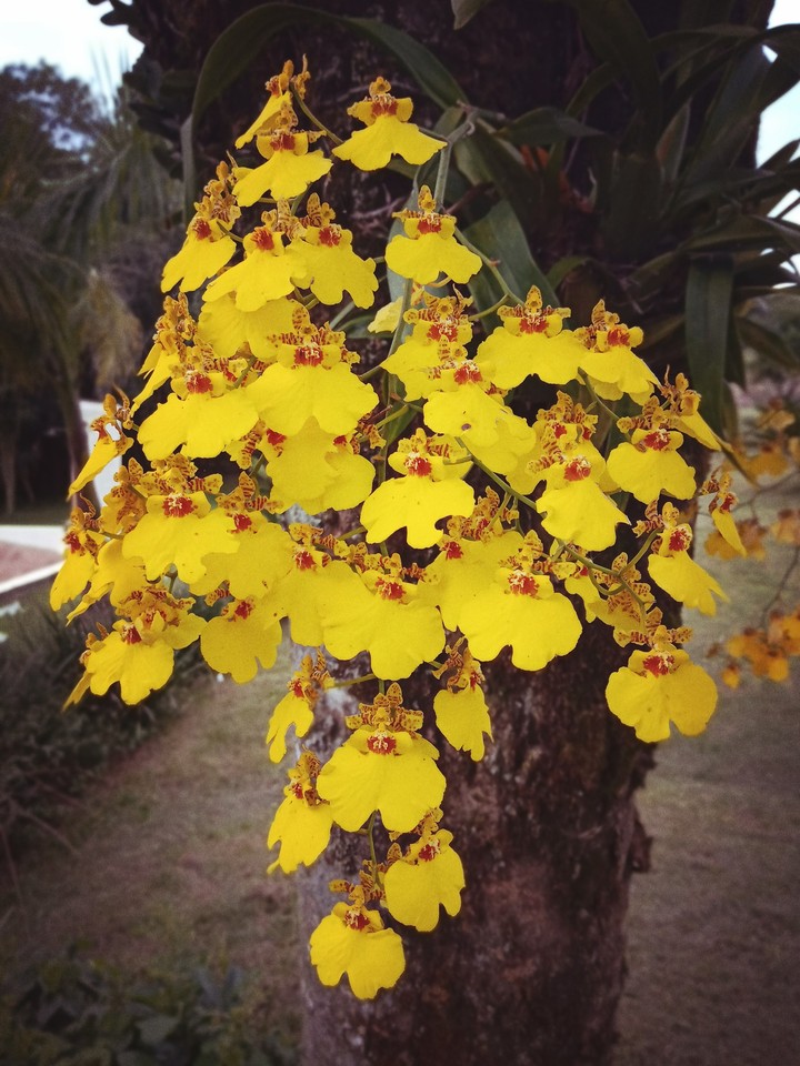 orquídeas