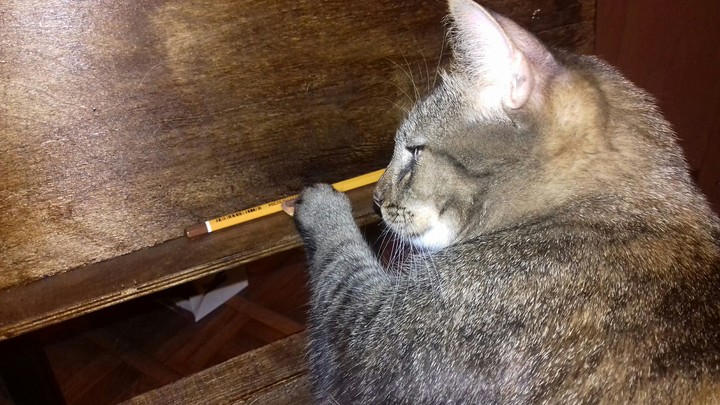 cat