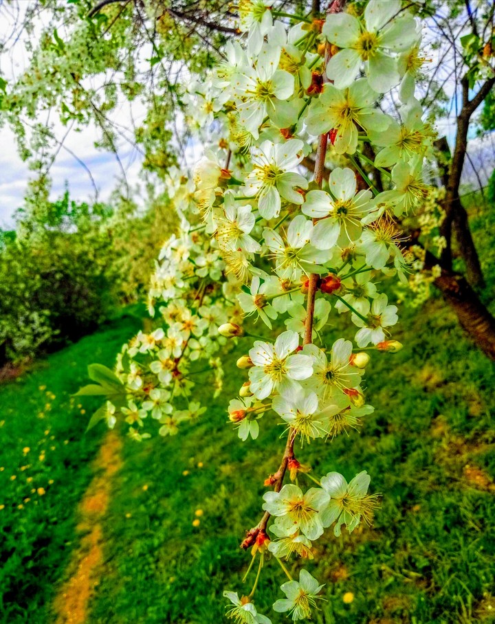small spring flowers