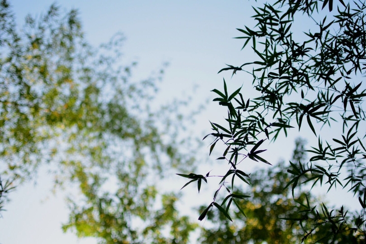 bamboo leaves.