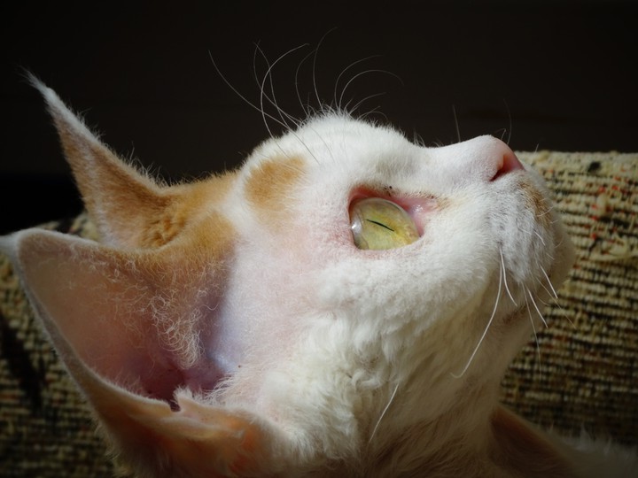 Bastet
