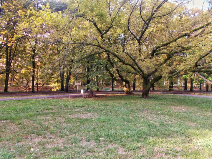 Forest