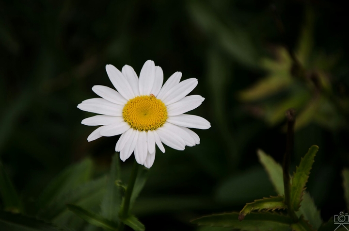 White Daisy