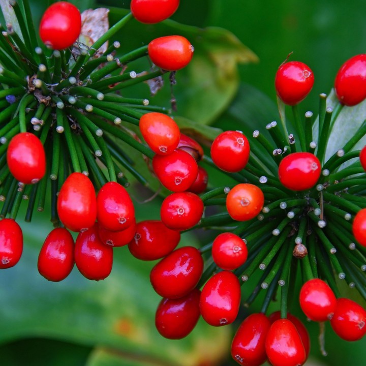 amazing vibrant RED colour !