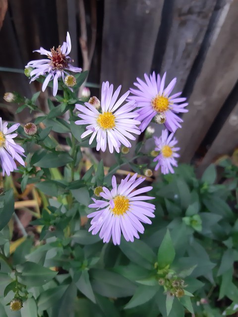 тапети flower, plant