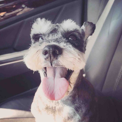 dog
