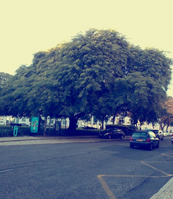 tree