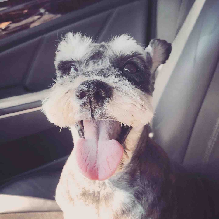 dog