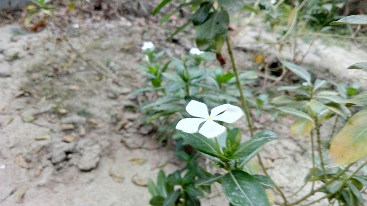 white hearted flower.