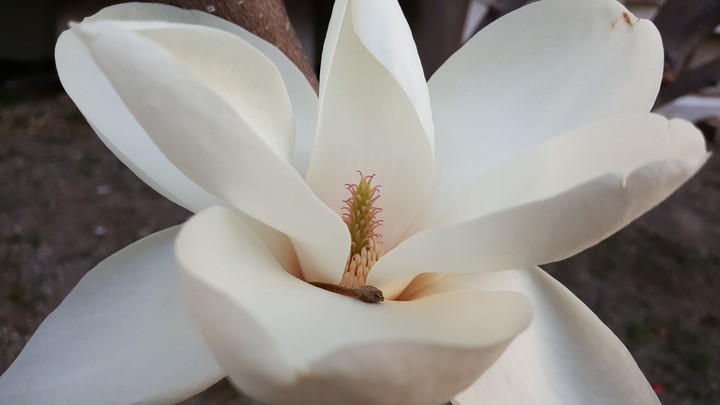 목련