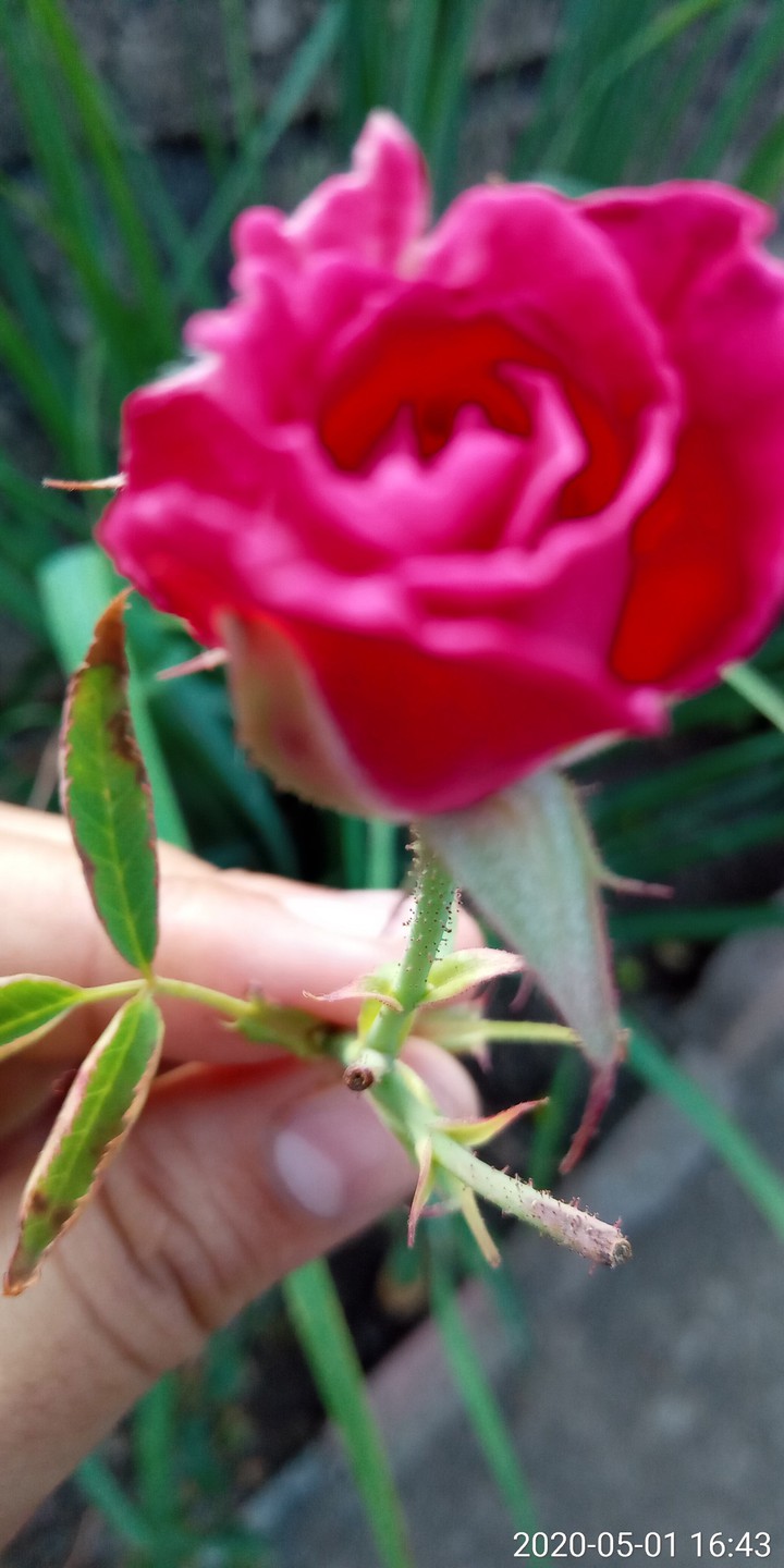 rose..