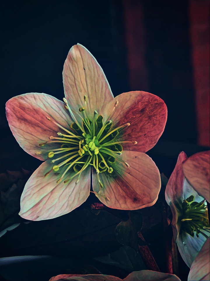 flower