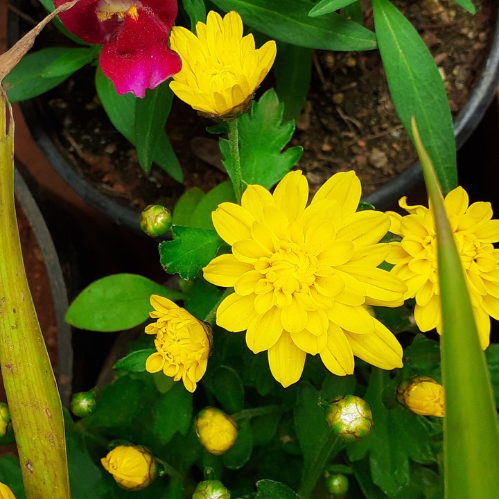 Beautiful yellow colour flowers.