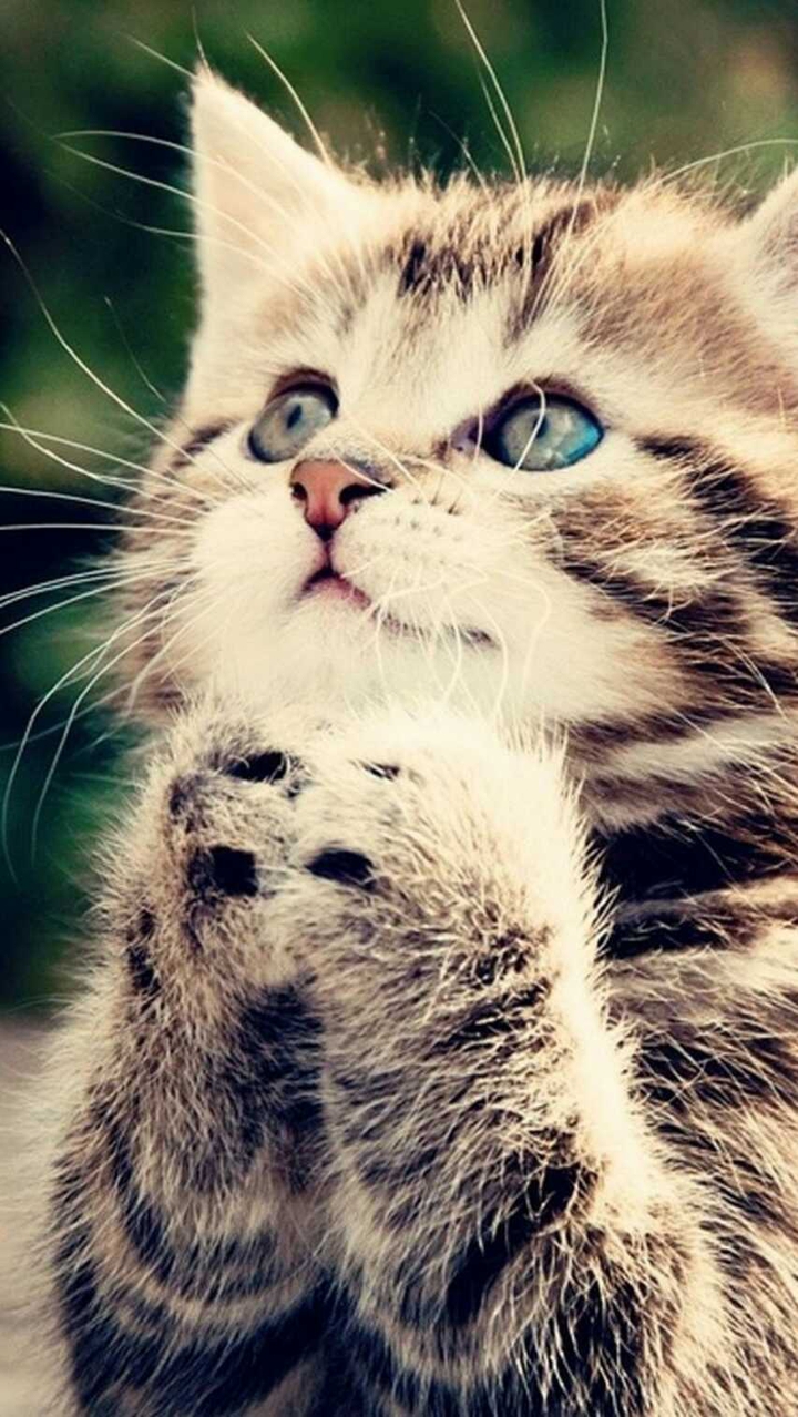 кот