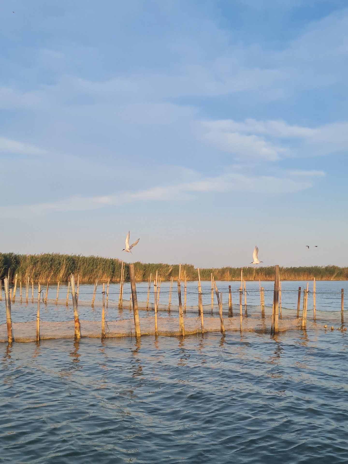 sfondi lake, sea
