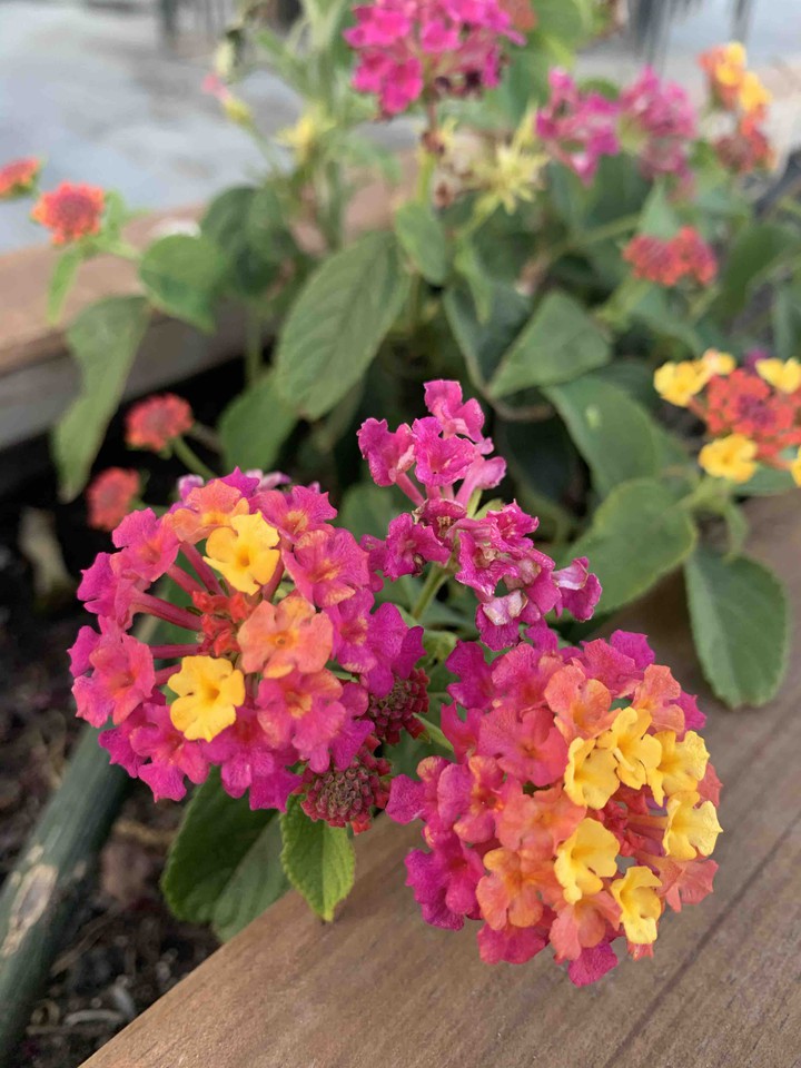 flordemaceta