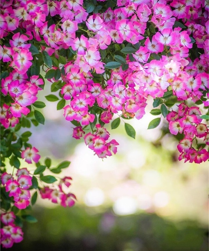 #flowers