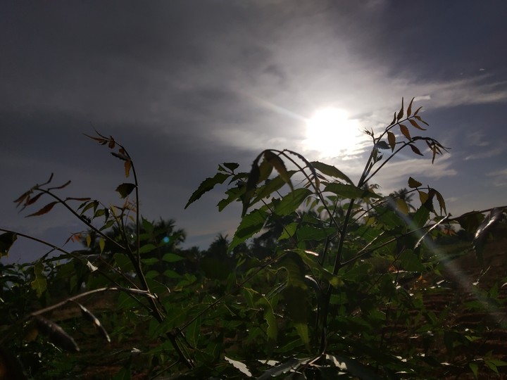 neem