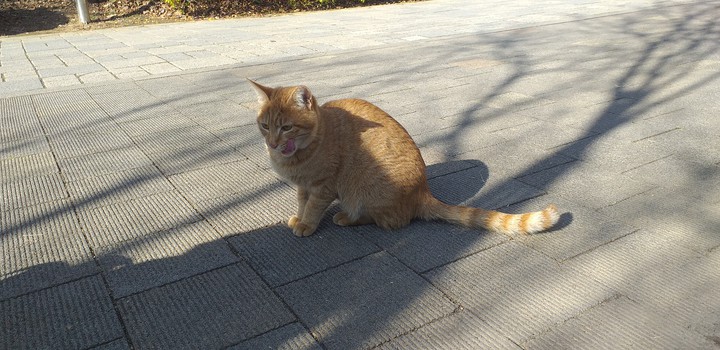 cat