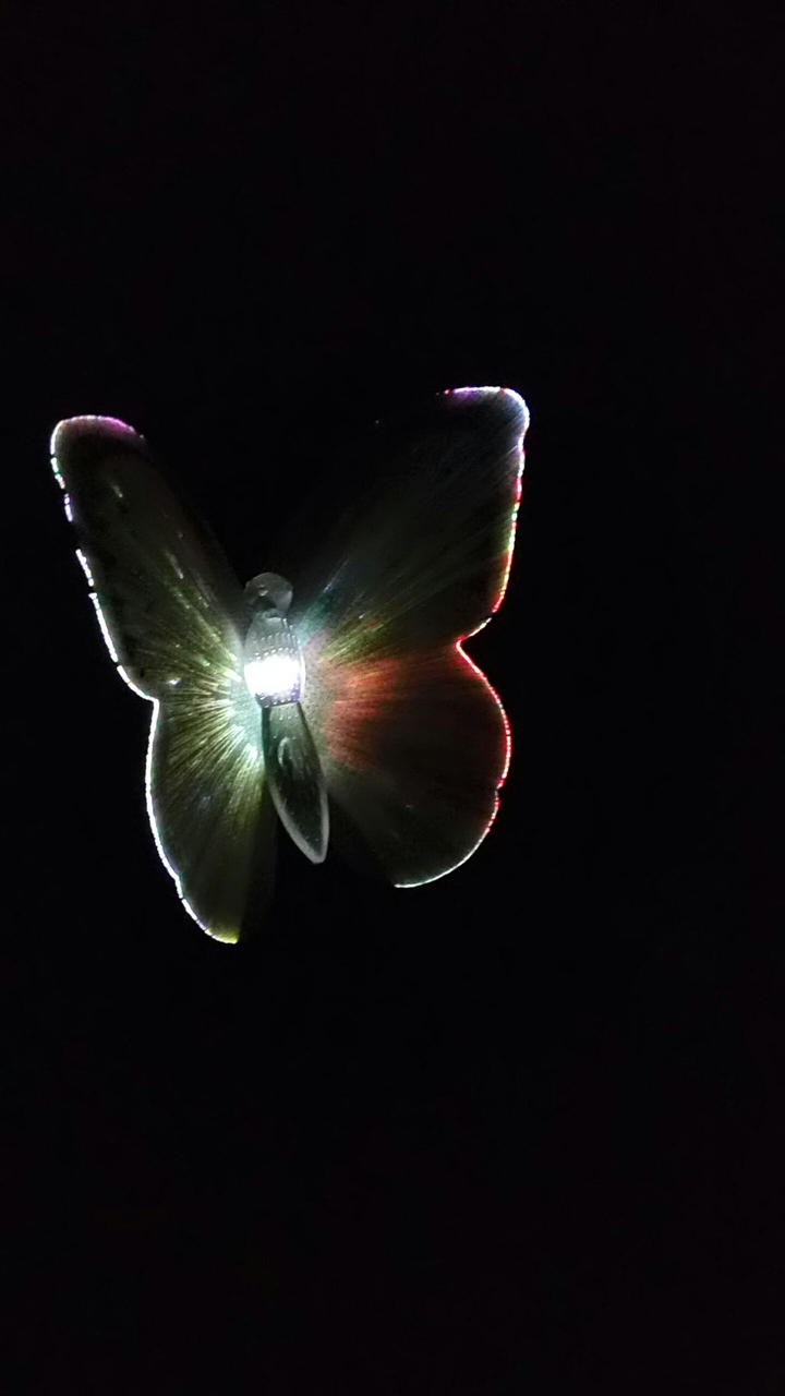 butterfly