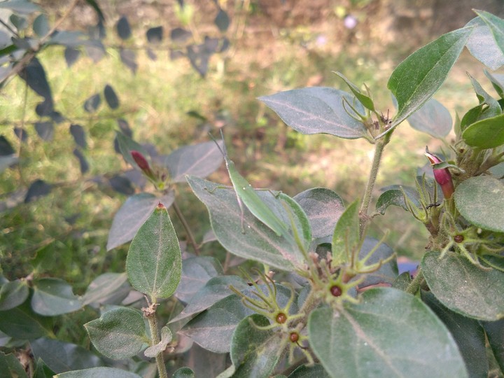 grasshopper