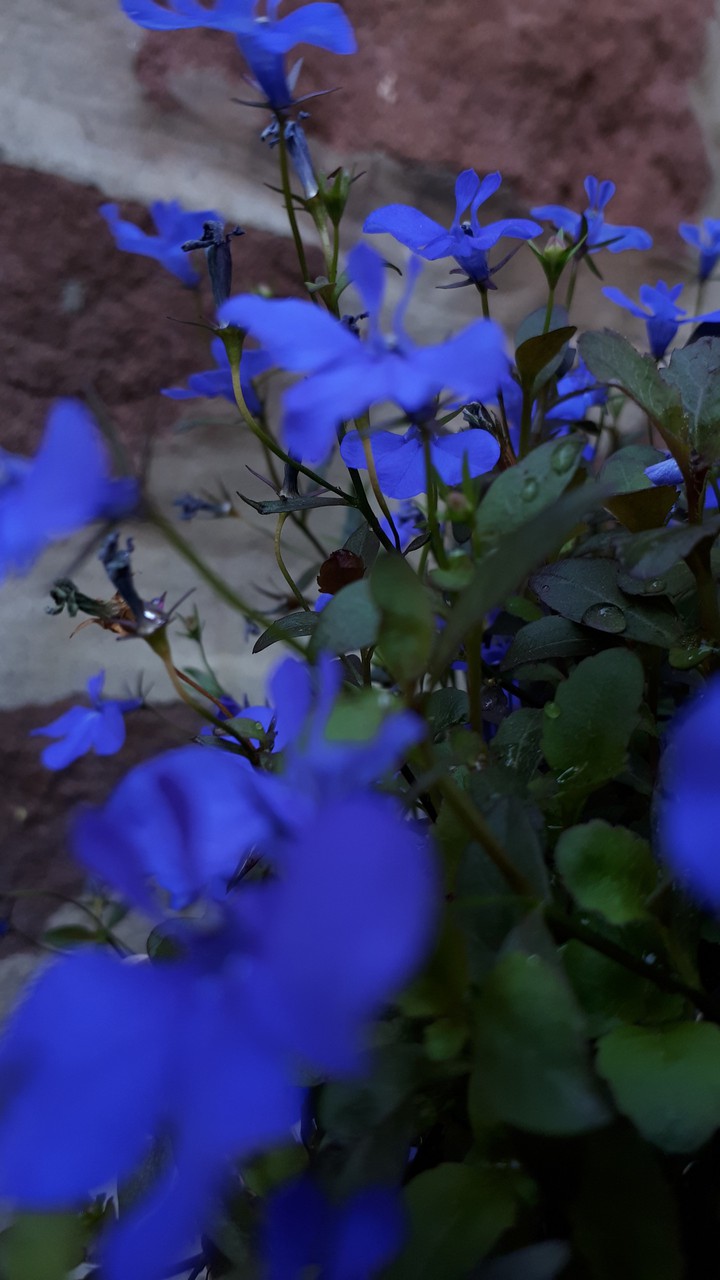 bleue