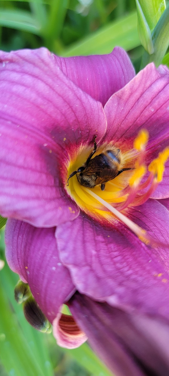 Bee in a lilly