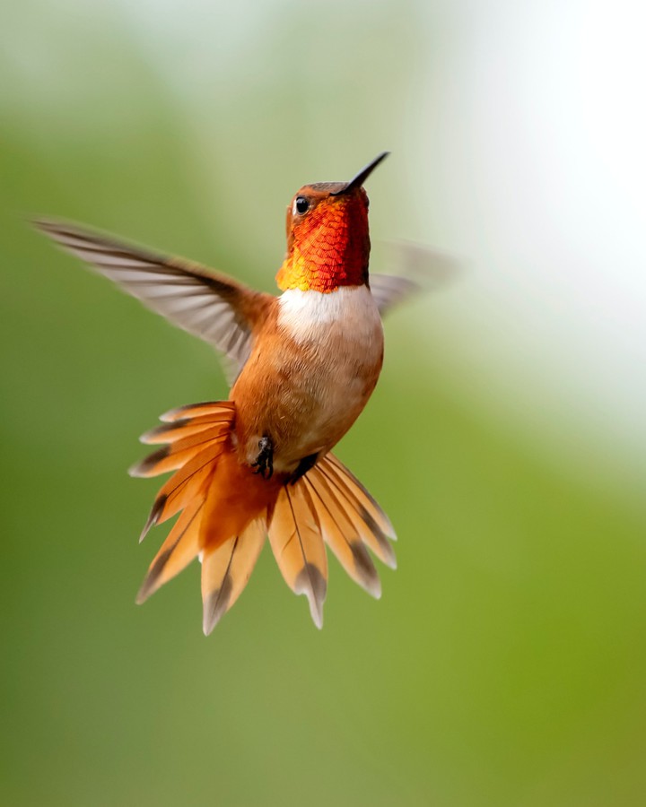 huming bird