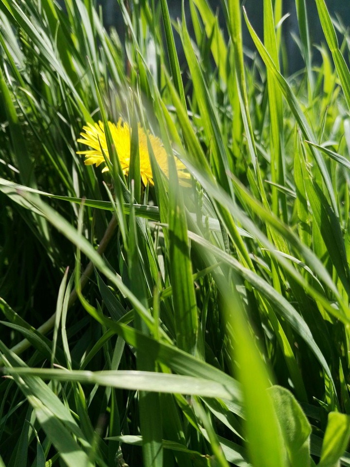grass