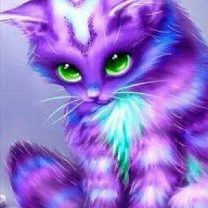 Gypsy Cat!!