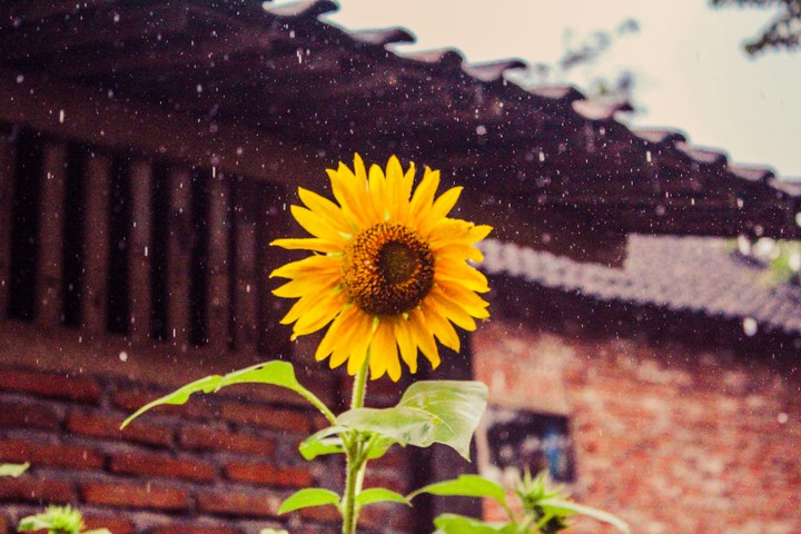 sun flower
