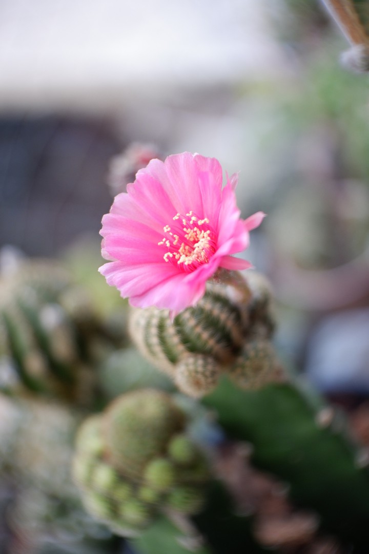 lobivia pink flowers