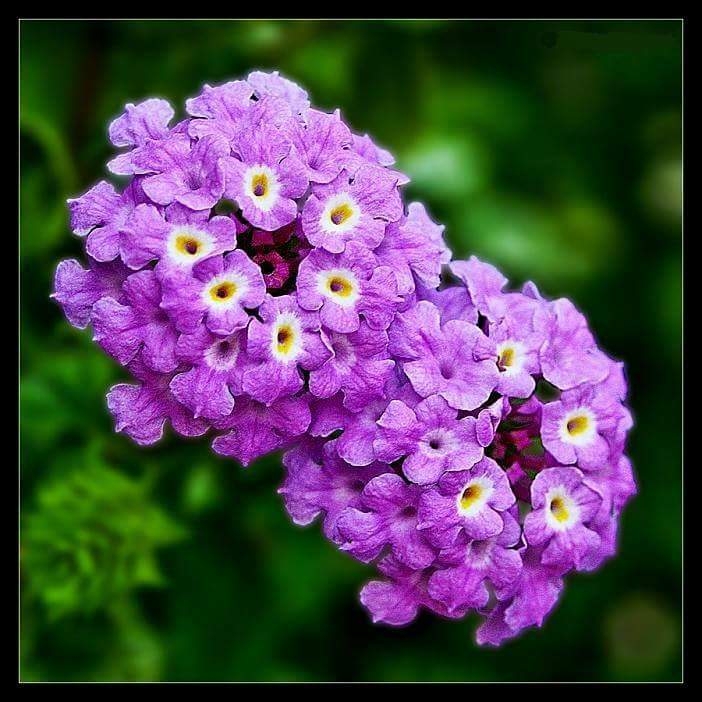 purpule