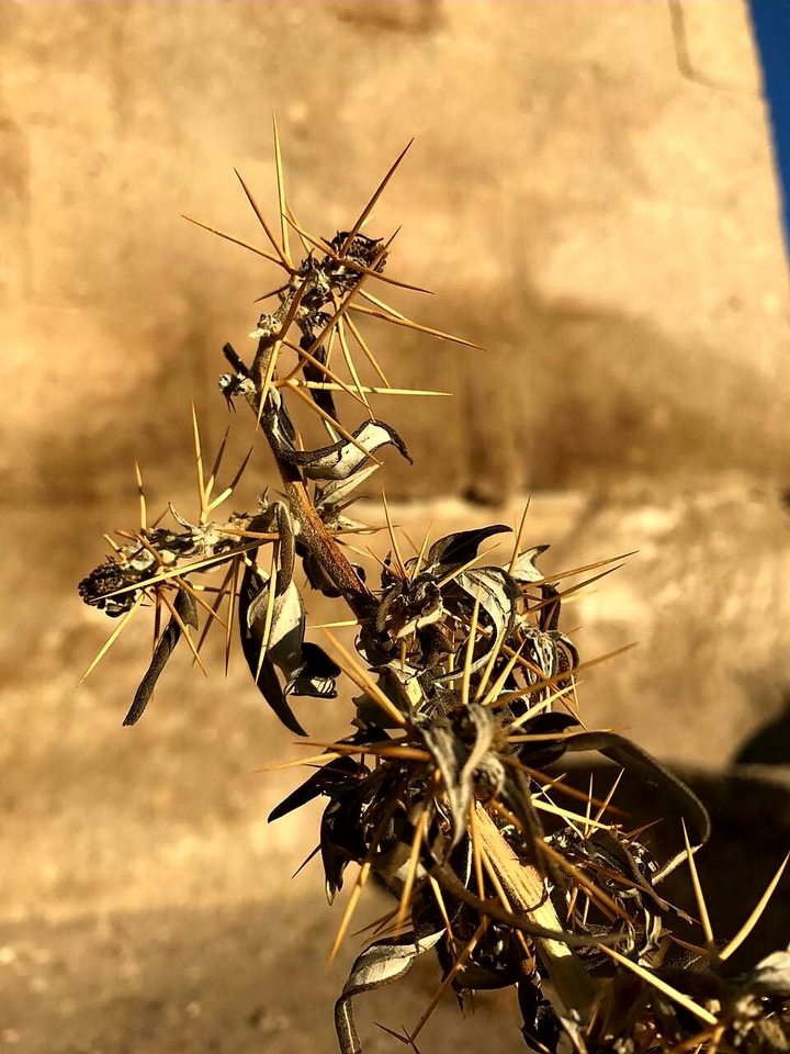insect