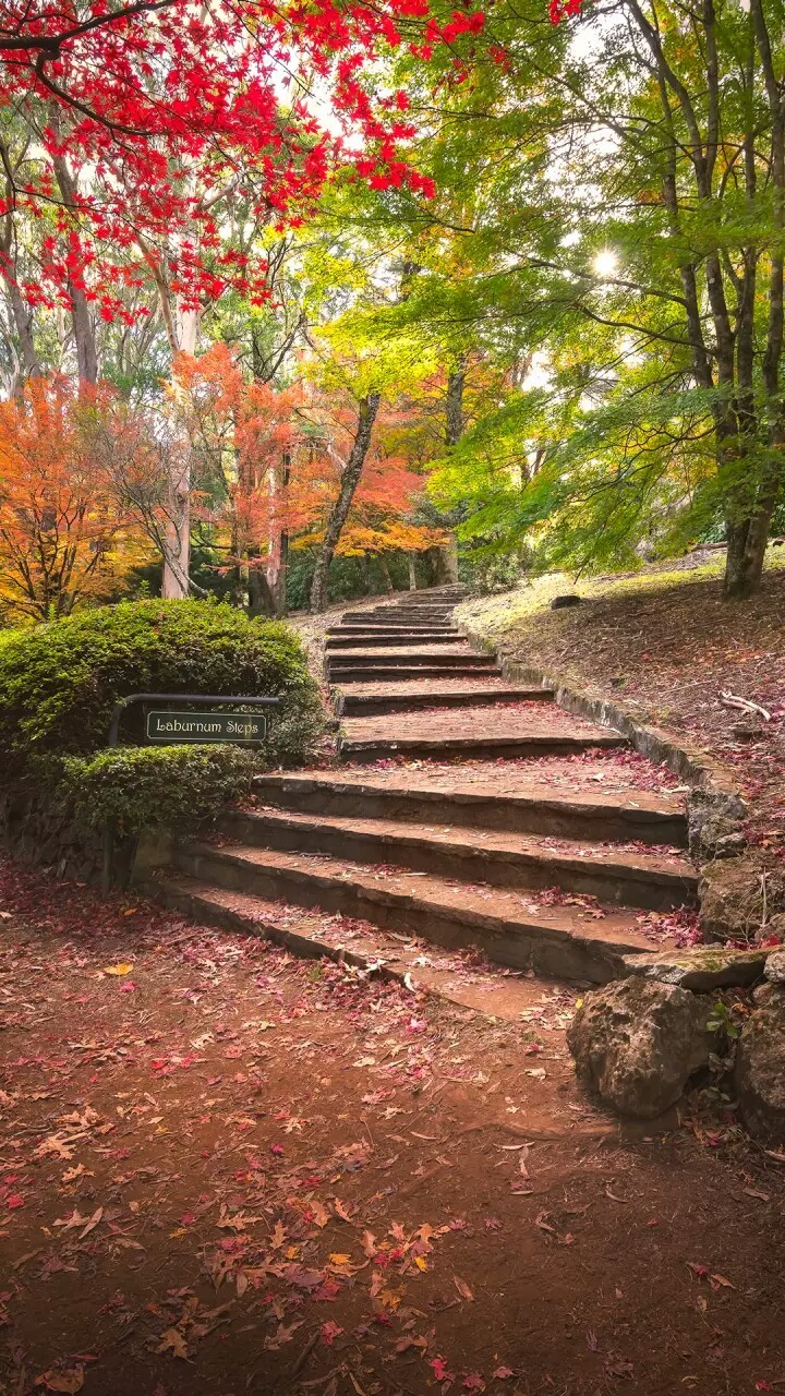 Laburnum steps in sydney