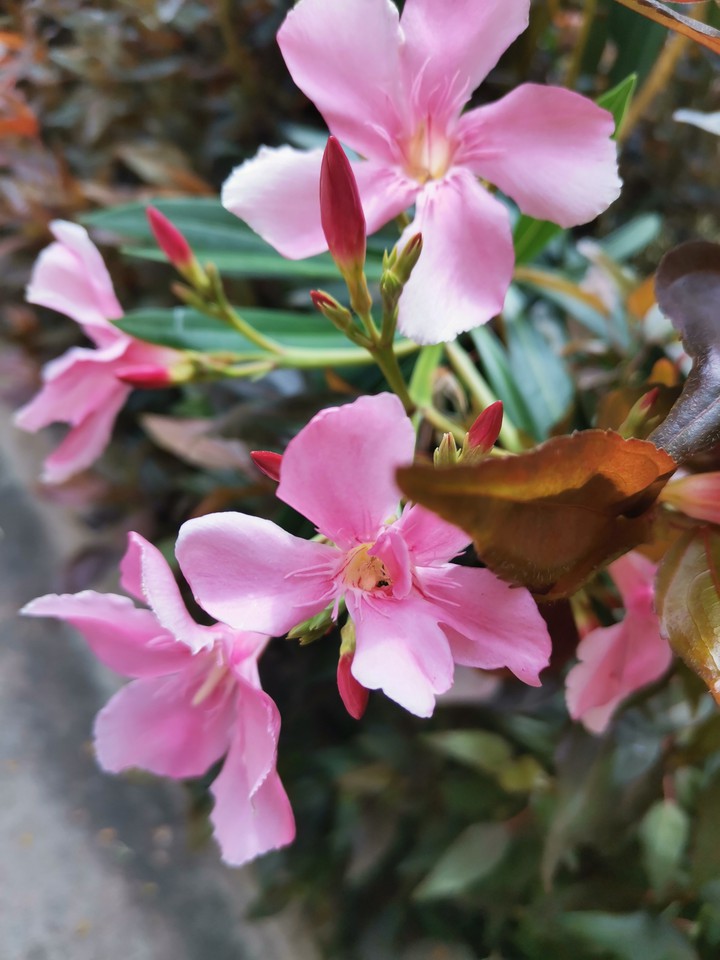 beautiful flower