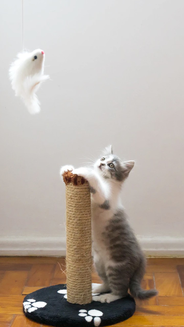 Cat miya-Ong