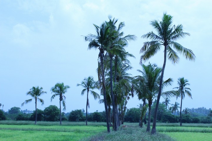 Nature